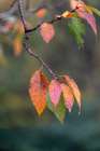 Close-up of autumn leaves, Kentucky Art Print